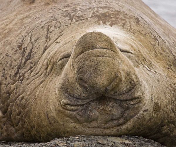 South Georgia Island Sleeping bull elephant seal